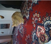 Фото в Домашние животные Вязка Рыжий кот 3,5года приглашает на вязку,кошечек. в Королеве 0