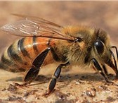 Foto в Домашние животные Другие животные Пчелоферма, на рынке 10 лет. гарантия качества.Пчелопакеты в Оренбурге 2 500