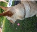 Изображение в Домашние животные Вязка собак ищем подружку для метиса тоя вес 10.600 возраст в Красноярске 300