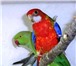 Foto в Домашние животные Отдам даром Приму в ответственные руки попугайчиков- в Москве 0