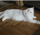 Ищем персидского кота для вязки с красив