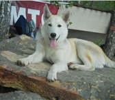 Изображение в Домашние животные Одежда для собак Красивый кабель породы Сибирский Хаски ,ждет в Миассе 10 000