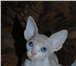 Котенок породы канадский сфинкс, кот, окрас красный биколор спотти (редкий окрас), Приучен к туал 69237  фото в Чебоксарах