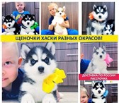Красивые щеночки хаски 5114471 Сибирский хаски фото в Серпухове