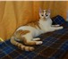 Изображение в Домашние животные Отдам даром Красивый кот-подросток в поисках дома и надежного в Москве 0