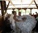 Фото в Одежда и обувь Свадебные платья Предлагаю хорошее шикарное платье и плюс в Новосибирске 7 000