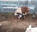 Фото в Домашние животные Другие животные годовалые козы и двухгодовалые козы.Козлики в Липецке 12