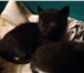 Фотография в Домашние животные Отдам даром месячные котята ищут любящих хозяев. мама в Красноярске 0