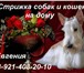 Фото в Домашние животные Стрижка собак Профессиональная стрижка собак и кошек любых в Санкт-Петербурге 2 000