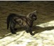 Страйты (ушки прямые) с документами, приучены к лотку, все котята очень ласковы, что редкость дл 68794  фото в Омске
