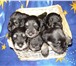 Щенки цвергшнауцера окрас черный с серебром 4 девочки и 2 мальчика, рожденные 4 марта 2010 год 65201  фото в Раменское