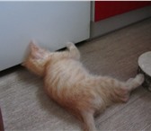 Очаровательный рыжий котенок в дар 1401890 Домашняя кошка фото в Орле