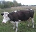 Изображение в Домашние животные Другие животные продам дойную корову 5-6 телят, черно-пестрой в Пензе 1 000