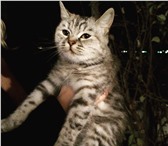 Foto в Домашние животные Отдам даром Кошечка была брошена бывшими хозяевами в в Волгограде 0