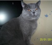 Очаровательные британские котята серебристого (вискас) и лилового окраса, Котята приучены ко всем 69255  фото в Саратове