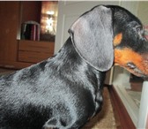 Фотография в Домашние животные Вязка собак кобель для вязки,документы и прививки имеются,детали в Одессе 10