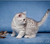 Фото в Домашние животные Приму в дар Приму в дар или недорого для доченьки котёнка в Тольятти 0