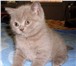 Продается шотландский прямоухий котик скоттиш-страйт лилового окраса,  У котика прекрасная родосло 69485  фото в Москве
