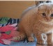 Продаю клубных шотландских котят пушистые комочки 171210  фото в Череповецке
