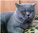 Фото в Домашние животные Услуги для животных Вязка с Шотландским Прямоухим Опытным котом в Москве 2 000