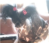 Фотография в Домашние животные Вязка собак очаровательная Мисси ищет опытного голого в Томске 0