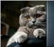Фото в Домашние животные Вязка Скоттиш-фолд кошка, окрас дымчатый, приглашает в Москве 100