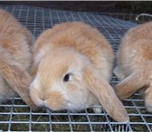 Изображение в Домашние животные Другие животные продаются кролики мясной  породы французский в Москве 1 000