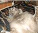 Фотография в Домашние животные Отдам даром отдам в хорошие руки кота, 3 года, ласковый, в Москве 0