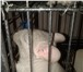 Фотография в Домашние животные Грызуны Продаются три очаровательные шиншиллы. Самец в Нижнекамске 16 000