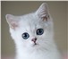 Британские котята серебристые и золотые шиншиллы 1755870 Британская короткошерстная фото в Москве
