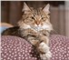 Фото в Домашние животные Отдам даром Подарю красивого крупного домашнего кота. в Чите 5