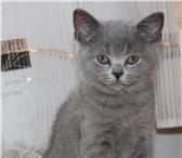 Продаются Британские котята, 1215018 Британская короткошерстная фото в Барнауле