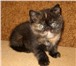Продаю персидских и экзотических плюшевых котят, котик - черного окраса, кошечки - черепаховая и 69433  фото в Москве