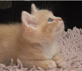 Милые котятки ищут хозяев 1298434 Домашняя кошка фото в Тюмени