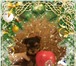 Йоркширского терьера щенки, племенной питомник доставка 4841590 Йоркширский терьер фото в Тюмени