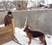 Foto в Домашние животные Услуги для животных Ищу дрессировщика по ОКД,КЗС,  для немецкой в Ейск 5 000
