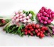 Фотография в Прочее,  разное Разное Доставка до Омска бесплатно!Тюльпаны из Куйбшева в Омске 35