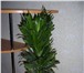 Изображение в Домашние животные Растения Комнатные растения в керамических горшках, в Нижнекамске 290