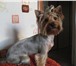 Foto в Домашние животные Стрижка собак Гигиеническая и моделные стрижки собак мелких в Перми 500