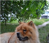 Изображение в Домашние животные Вязка собак Кобель Такеша ищет себе невесту. в Тюмени 0