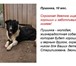 Собака в дар 2135243 Джек-рассел-терьер фото в Нижнем Новгороде