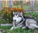 Фото в Домашние животные Вязка собак Предлагается для вязок кобель аляскинского в Дзержинске 0
