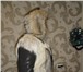 Фото в Одежда и обувь Мужская одежда Продам шубу из эвенкийского, таежного волка. в Красноярске 100 000