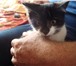 Foto в Домашние животные Отдам даром Этому бедному котёнку уже 4 месяца (фото в Белгороде 0