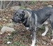 Фото в Домашние животные Вязка собак Шикарный кобель САО(Алабай), развязан, на в Краснодаре 10