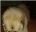 Фотография в Домашние животные Вязка собак Молодой (2 года)Ю активный, сильный кобель. в Новокузнецке 0