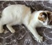 Foto в Домашние животные Найденные Найдена кошка в районе дома по ул. Дружбы в Перми 1