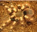 Фотография в Домашние животные Другие животные продам паука-птицееда Nhandu coloratovillosus( в Нижнем Новгороде 3 000