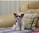 Изображение в Домашние животные Стрижка собак Пора приводить любимого четвероногого друга в Таганроге 0