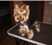 Изображение в Домашние животные Стрижка собак Предлагаем стрижки для собак и кошек,профессиональные в Жуковском 900